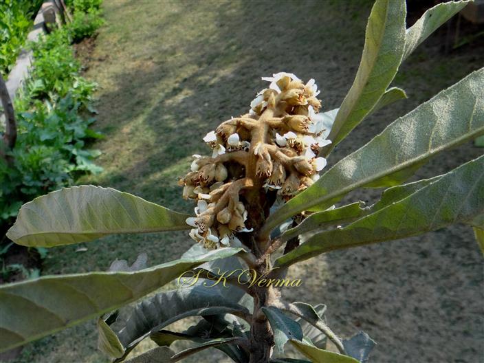  Inflorescence (Panicle)